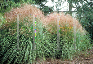 Picture of Miscanthus sinensis 