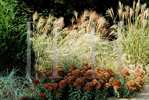 Picture of Miscanthus sinensis 