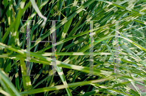 Picture of Miscanthus sinensis 