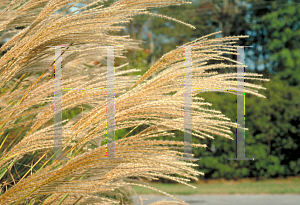 Picture of Miscanthus sinensis 