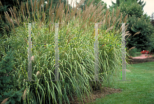 Picture of Miscanthus sinensis 'Zebrinus'