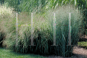 Picture of Panicum virgatum 