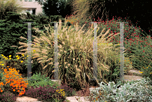 Picture of Pennisetum alopecuroides 