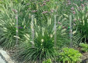 Picture of Pennisetum alopecuroides 'Hamelin'