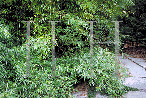 Picture of Phyllostachys spp. 