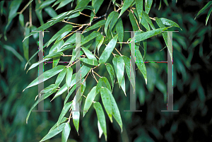 Picture of Phyllostachys nigra 