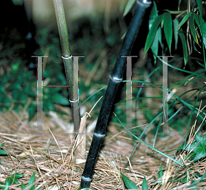 Picture of Phyllostachys nigra 