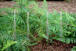 Picture of Pteridium aquilinum 