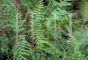 Picture of Pteridium aquilinum 