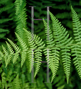 Picture of Dennstaedtia punctilobula 