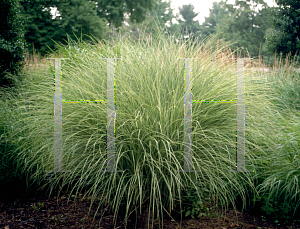 Picture of Miscanthus sinensis 'Morning Light'