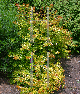 Picture of Abelia x grandiflora 'Canyon Creek'