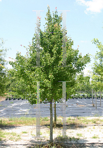 Picture of Acer buergerianum 'Street Wise (ABTIR)'