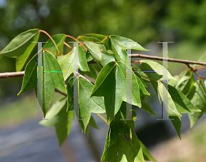 Picture of Acer buergerianum 'Street Wise (ABTIR)'