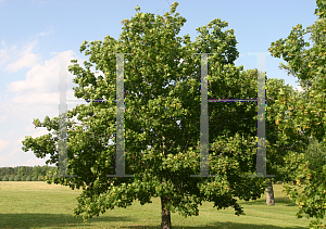 Picture of Acer campestre 'Evelyn (Queen Elizabeth)'