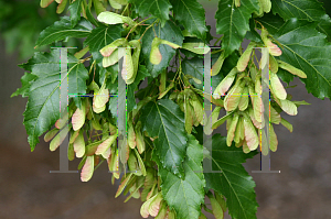 Picture of Acer tataricum ssp. ginnala 'Flame'