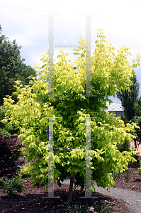 Picture of Acer negundo 'Kelly's Gold'