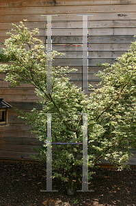 Picture of Acer palmatum 'Butterfly'