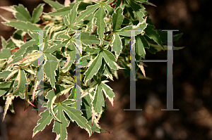 Picture of Acer palmatum 'Butterfly'