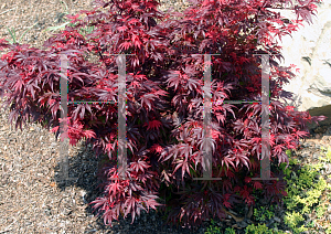 Picture of Acer palmatum 'Shaina'