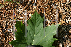 Picture of Acer platanoides 'Ezestre (Easy Street )'