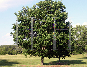 Picture of Acer saccharum 'Commemoration'