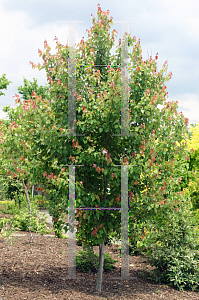 Picture of Acer saccharum 'Crescendo (Morton)'