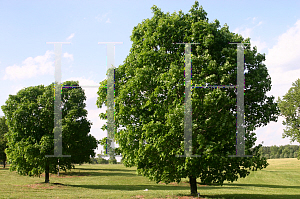 Picture of Acer saccharum 'Green Mountain'