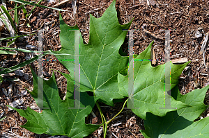 Picture of Acer saccharum 'Green Mountain'