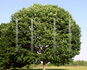 Picture of Acer saccharum 'Legacy'