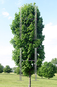 Picture of Acer saccharum 'Endowment'