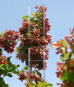 Picture of Acer tataricum ssp. ginnala 'Red Wing'