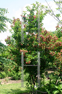 Picture of Acer tataricum ssp. ginnala 'Red Wing'