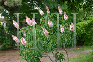 Picture of Aesculus californica 'Canyon Pink'