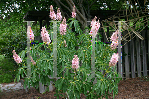 Picture of Aesculus californica 'Canyon Pink'