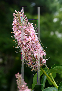 Picture of Aesculus californica 'Canyon Pink'