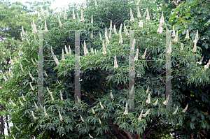 Picture of Aesculus californica 