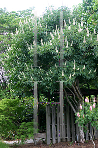 Picture of Aesculus californica 