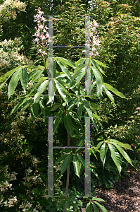 Picture of Aesculus indica 'Sydney Pearce'