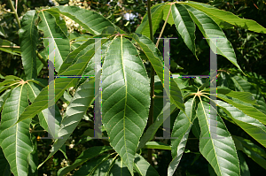 Picture of Aesculus indica 'Sydney Pearce'