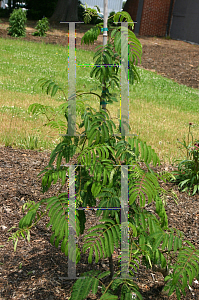 Picture of Albizia julibrissin 'Pendula'