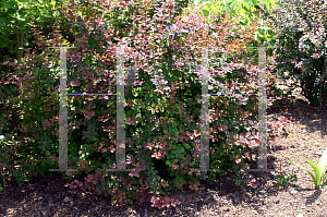 Picture of Berberis thunbergii 'Crimson Velvet'