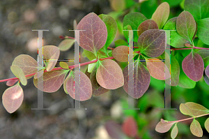 Picture of Berberis thunbergii 'Crimson Velvet'