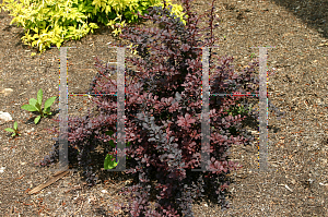 Picture of Berberis thunbergii 'Bailtwo (Burgundy Carousel )'