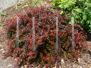 Picture of Berberis thunbergii 'Monomb (Cherry Bomb)'