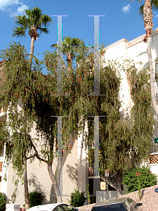 Picture of Callistemon viminalis 