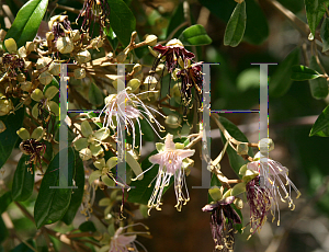 Picture of Capparis cynophallophora 