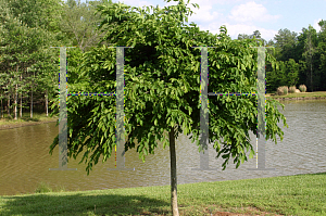 Picture of Carpinus betulus 'Pendula'