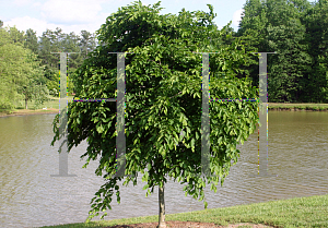 Picture of Carpinus betulus 'Pendula'