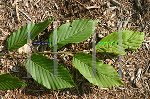 Picture of Carpinus betulus 'Pendula'